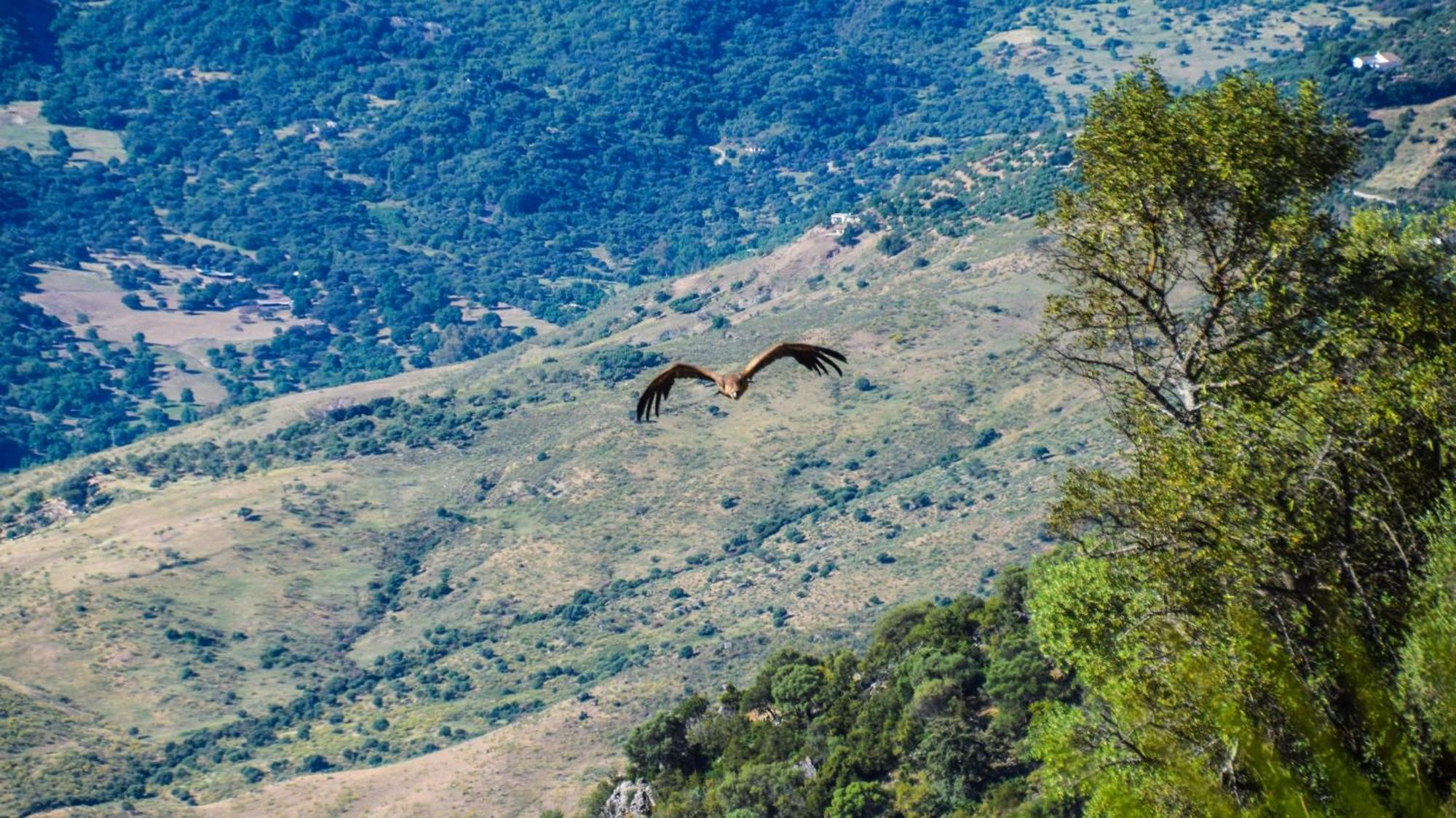Casas Rurales Los Algarrobales El Gastor Bagian luar foto